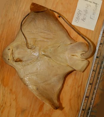 Media type: image; Ichthyology 158054
